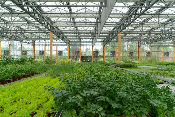 istock Organic vegetables in agricultural plantations 1496120067