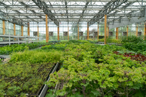 istock Organic vegetables in agricultural plantations 1496120411