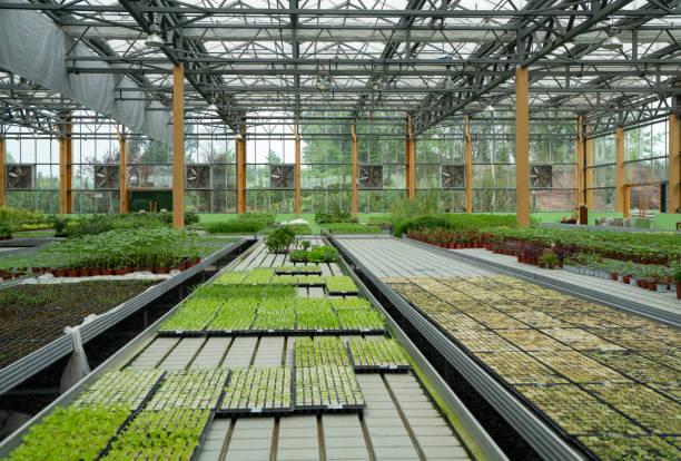 Organic vegetables in agricultural plantations