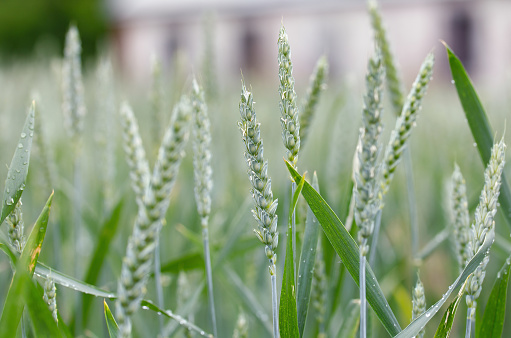 Cereal field after the rain. Green wheat spikelets with dewdrops on a field in summer. Cereal crops. Agro-industrial complex.