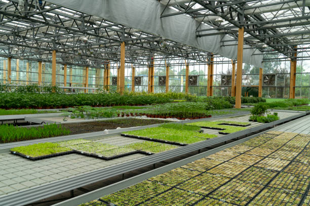 istock Organic vegetables in agricultural plantations 1496121987