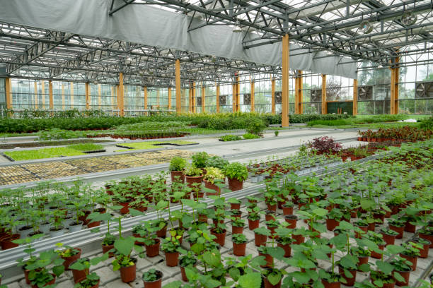istock Organic vegetables in agricultural plantations 1496122376
