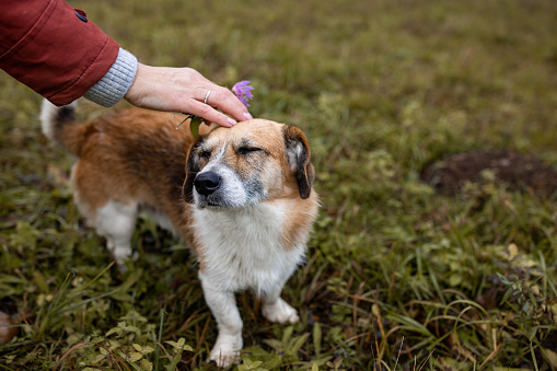 Unrecognizable woman petting a stray dog on a meadow.