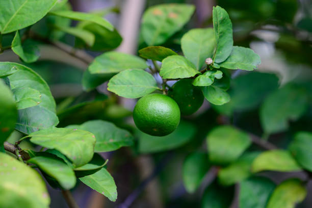 istock Green lime or lemon hang on the treee in the garden. 1496124035