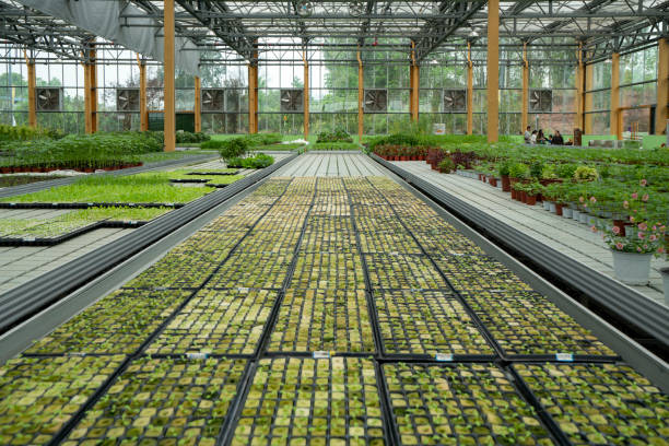 istock Organic vegetables in agricultural plantations 1496124170