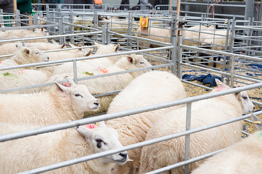 White faced new born Lleyn lambs with ewes on a farm at lambing time, UK