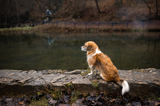 Cute stray dog sitting outdoors by a pond.