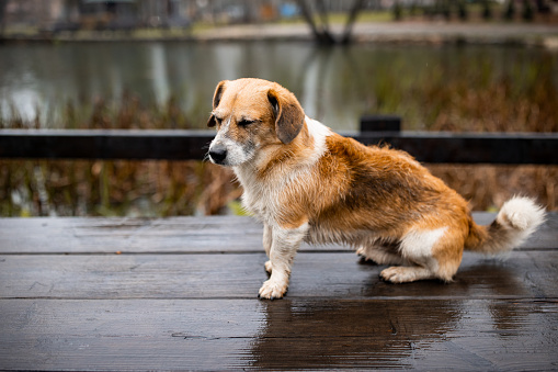 Cute stray dog sitting on wooden table outdoors by a pond.
