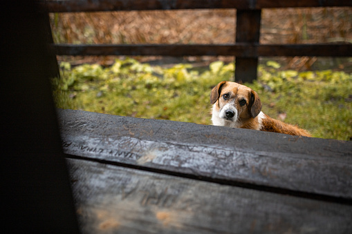 Cute stray dog by the wooden table outdoors by a pond.