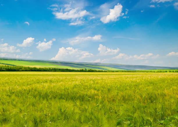 Green wheat field and blue sky. Beautiful agro landscape.