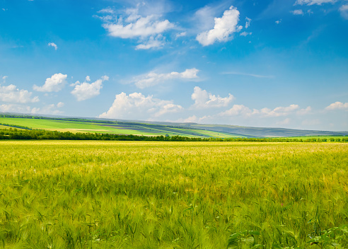 Green wheat field and blue sky. Beautiful spring agro landscape.