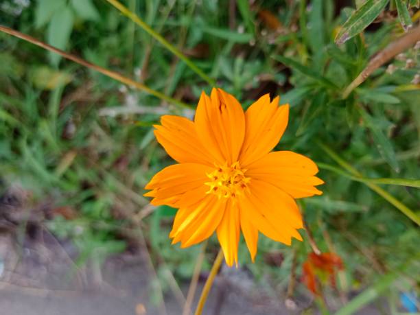 istock beautiful Sulphur Cosmos flower 1496127334