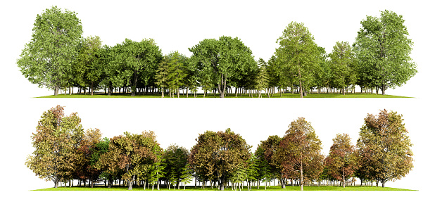 forest line aumtumn and sumer isolated on white background, 3d illustration rendering