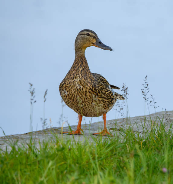Mallard duck posing for a photo, standing on the shore by the river