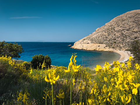 Idyllic beach near Stara Baska (Krk island, Croatia) with blooming yellow flowers in spring.