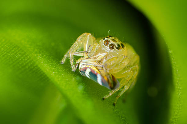 Jumping spider, wall spider or flycatcher is the most numerous family of spiders, with more than 500 genera and about 5,000 species (about 13% of known species of spiders)[1], popularly known as spiders -hopper spiders or flycatchers, with an almost worldwide distribution. These spiders do not make webs to hunt, but lie in wait, quickly jumping on prey. After hunting, they imprison the prey in a specific and very resistant web. They can also jump to move around or to escape predators. They have a more resistant web and are the fastest and most agile type of spiders in the arachnid kingdom. Having much better resistance than other arachnids, it is a very resistant type of spider. Jumping spiders or flycatcher spiders have a more powerful venom than other spiders (depending on the species).