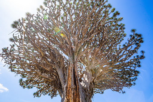 Crown of the millennial dragon tree-Icod de los Vinos, Tenerife,Spain