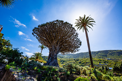 Dragon Tree,Icod de los Vinos, Tenerife,Spain