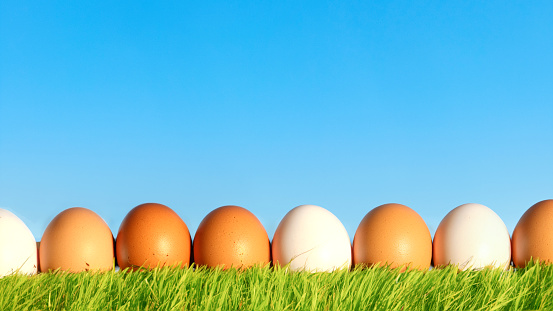 Free range brown eggs in a row in the grass and a blue sky in the background