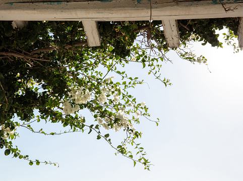 Blooming white bougainvillea flower above wooden building roof, blue sky background. Greece, Cyclades Island. Decorative thorny climbing plant.