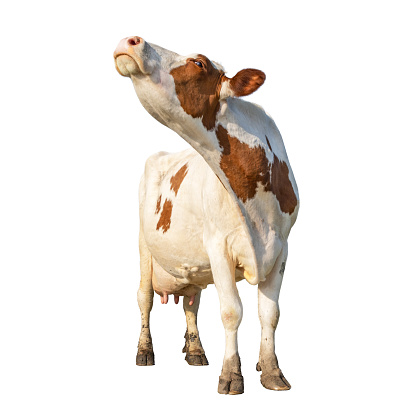 Cut out cow isolated on white, cut out, standing head up, full length milk cattle, sniffing nose lifted and copy space