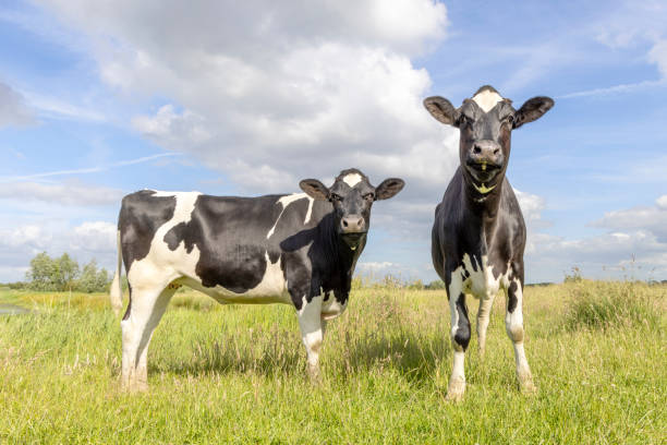 istock Two dairy cows, heifer black and white, standing front and side view, in the Netherlands, friesian holstein and a blue sky, horizon over land 1496132728