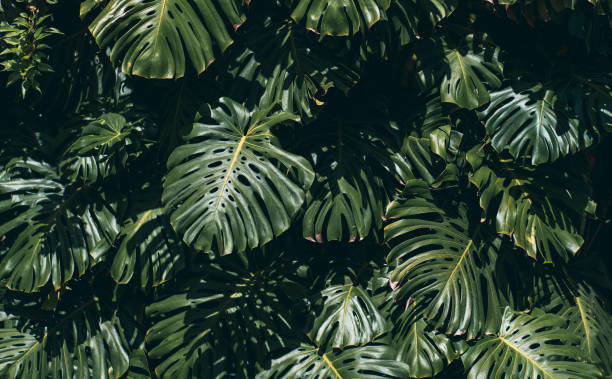 istock Monstera plant in tropical forest, botanical garden 1496133704