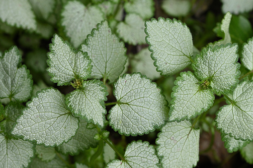 Spotted dead nettle foliage in spring