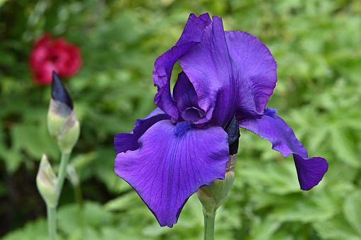 Deep purple iris and buds in garden with blurred red flower in background