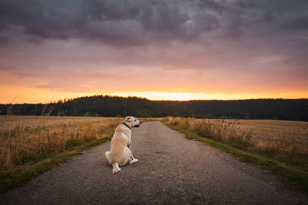 istock Lost dog waiting on country road between fields at sunset 1496134221