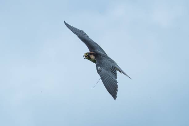 istock Scenic view of a hawk flying in a cloudy sky 1496134803
