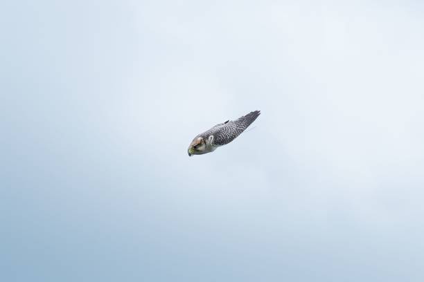 Buzzard black and white silhouette