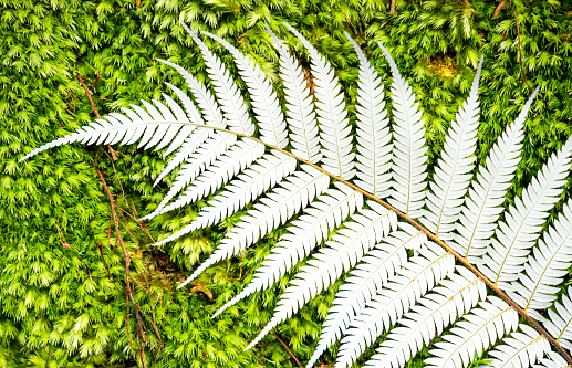 The silvery underside of a New Zealand silver fern frond on a moss background.