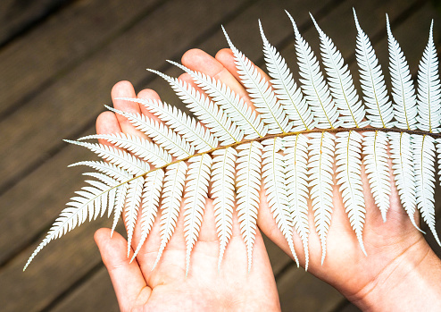Close-up of the famously silver underside of a New Zealand silver fern, shown by a young girl.