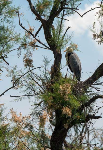 Wild heron posed on a tree in the Camargue countryside