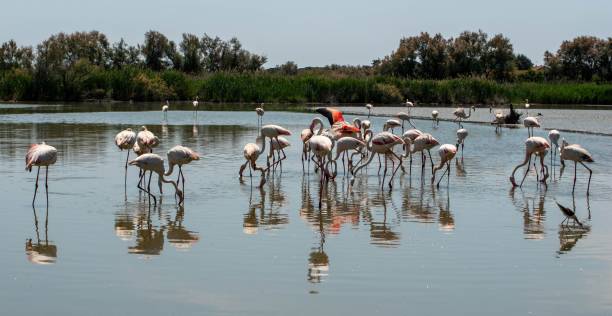 istock Colony of flamingos 1496138343