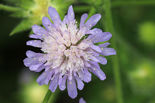Field scabious, Knautia arvensis, lilac flower with rain drops, in close up with a blurred background of flowers and leaves.