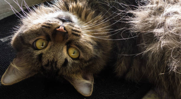 istock Charming fluffy tabby cat lying on his back looking at you with yellow eyes 1496138492