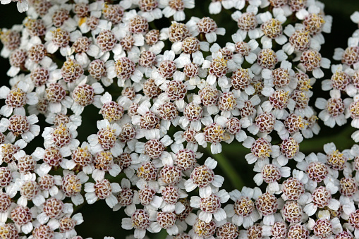 White yarrow, Achillea millefolium, flowers in macro close up with a background of blurred leaves.