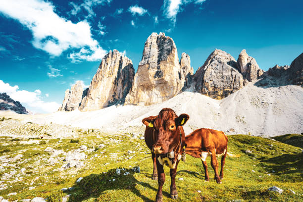 istock Brown cows grazing on alpine meadow with scenic view on Tre Cime in the evening. Tre Cime, Dolomites, South Tirol, Italy, Europe. 1496139607