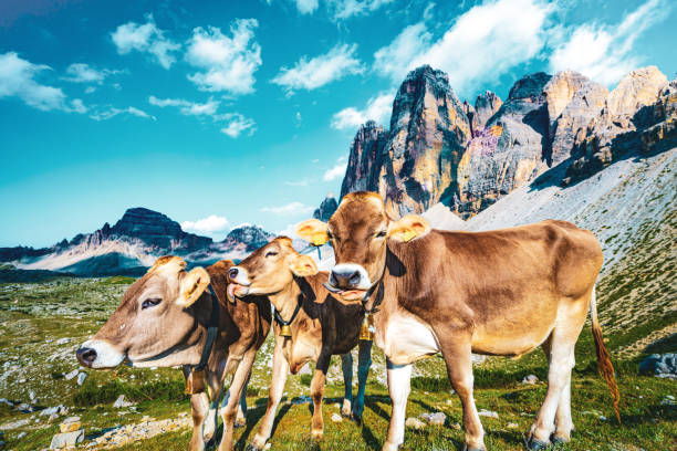 istock Three cows socializing on alpine meadow with scenic view on Tre Cime in the evening. Tre Cime, Dolomites, South Tirol, Italy, Europe. 1496140141