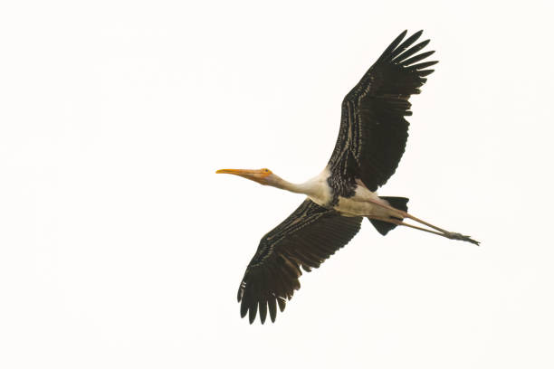 istock Painted Stork flying isolated on white background 1496140370