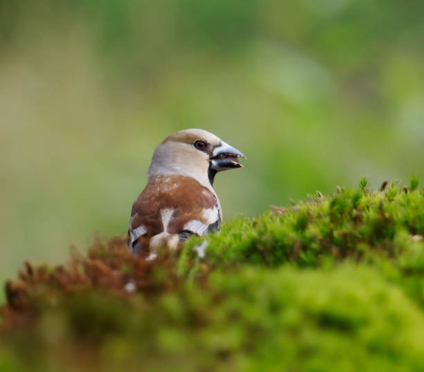 istock Hawfinch (Coccothraustes coccothraustes) Male eating 1496140582
