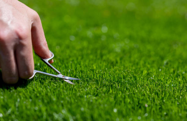 Symbol for a perfectionist who cuts the lawn with small scissors. stock photo