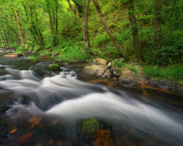 istock A mountain stream undulates its waters between mossy boulders and native forests 1496141222