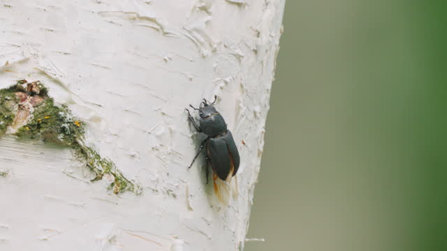 Female stag beetle ( Lucanus cervus ) crawls along a birch trunk on a summer sunny day.