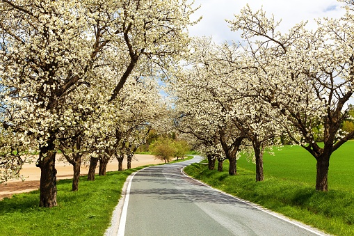 Fruit trees in bloom in the province of Limburg,Belgium.