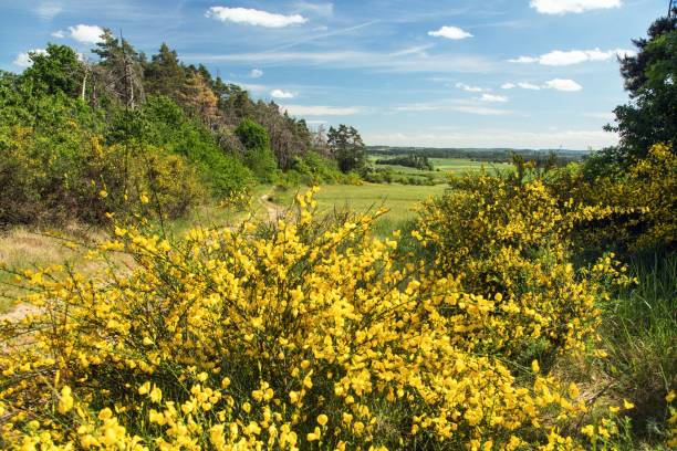 istock common broom or Scotch broom yellow flowering 1496142173