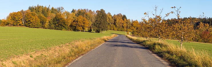alley of deciduous trees and asphalt road, autumn panoramic view