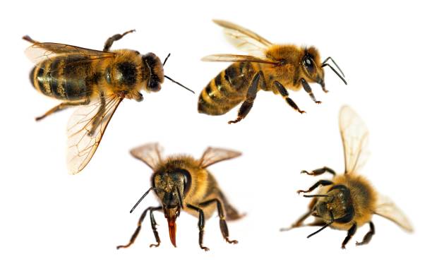 istock four bees honeybees Apis Mellifera isolated on white 1496142593